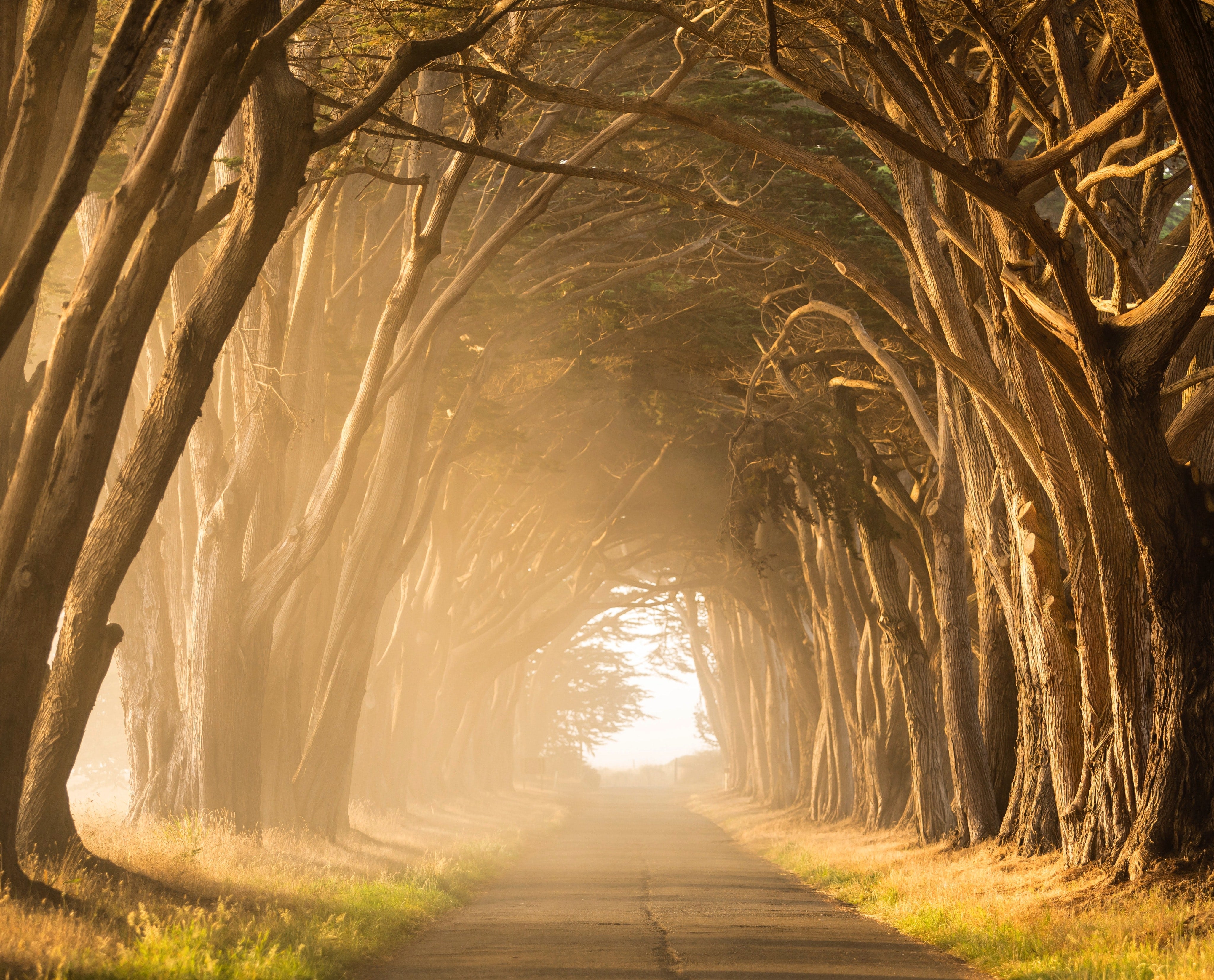 Trees creating a path by Stephen Leonardi